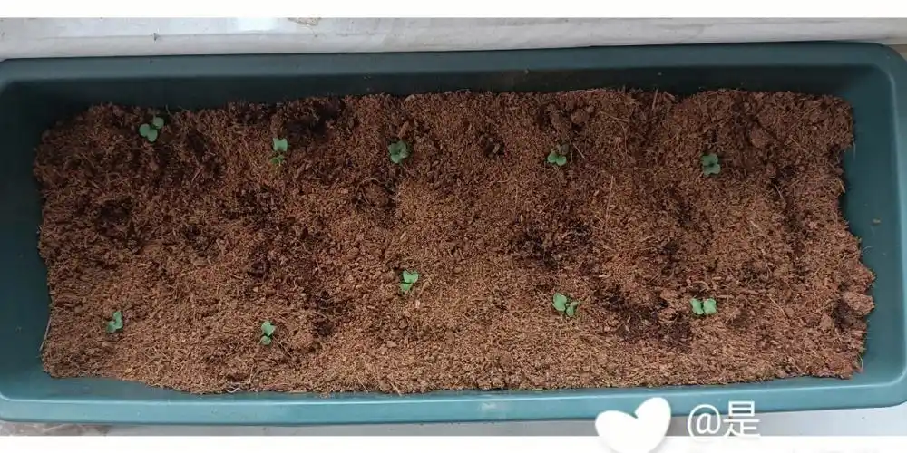 种植樱桃萝卜观察第六天