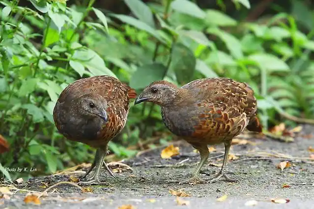 台湾竹鸡 - 求真百科