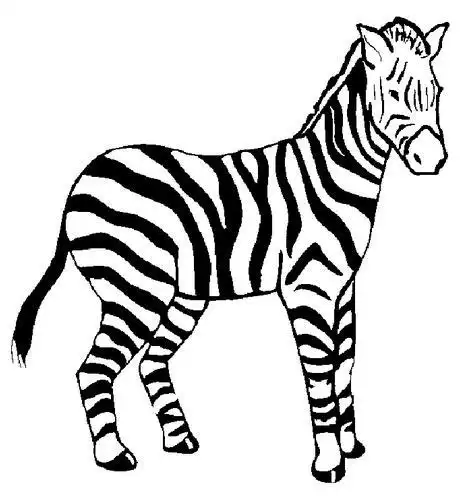 如何画斑马