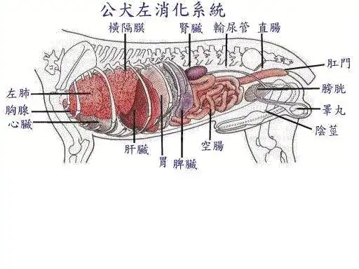 原创胃和十二指肠溃疡和穿孔