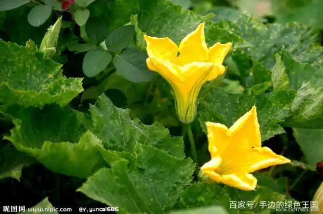 还有的有的植物雄蕊和雌蕊长在不同的花上,但是这两种花却长在一棵