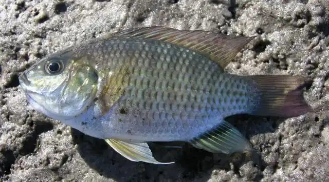 这些鱼都是外来物种,危害大,碰到了别放过它们