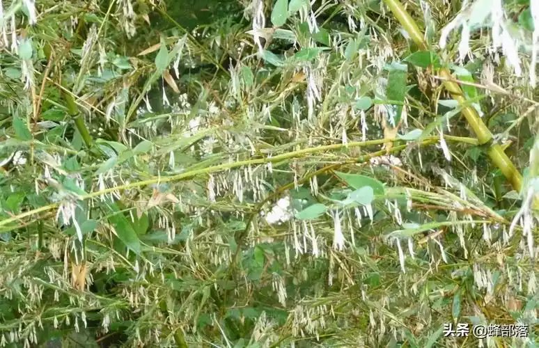 毛竹价格多少钱一吨竹花