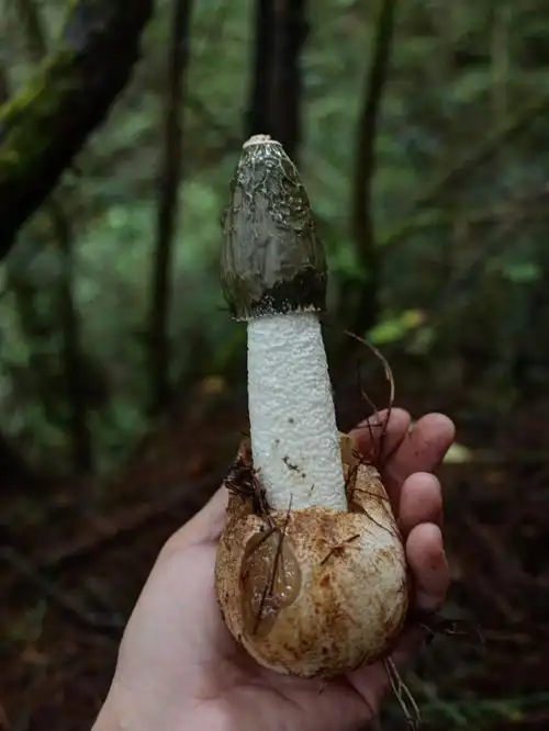 采蘑菇  #户外徒步