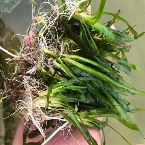 短叶苦草 矮生耐寒苦草 密刺苦草基地