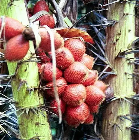 较小,雌雄异株,叶羽状全裂,羽片披针形或线状披针形,呈"s"形或镰刀状