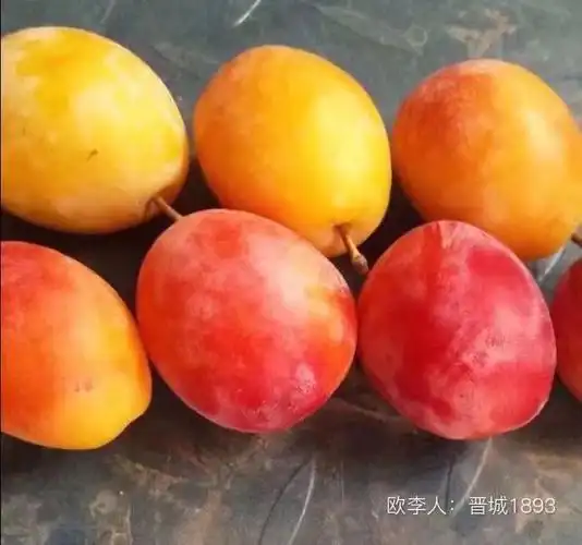 黄金西梅品种介绍及栽培枝术