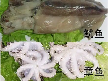 有趣图例教你如何区分章鱼鱿鱼