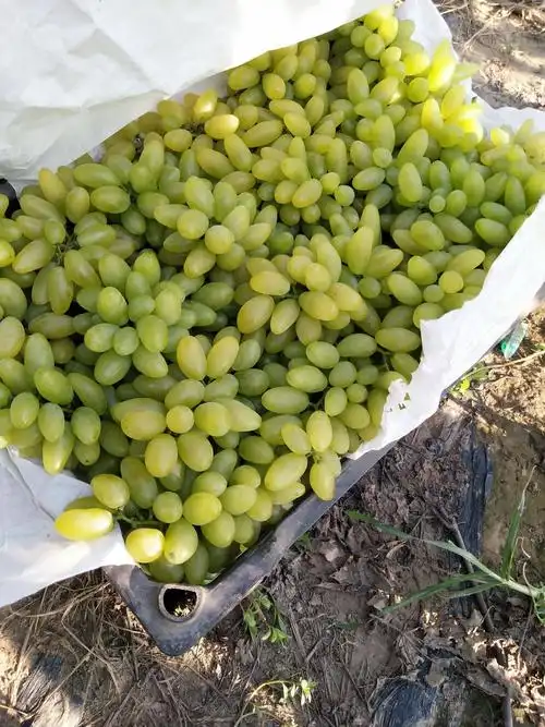 金手指葡萄 5%以下 1次果