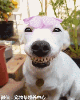 主人:今天拍照为什么这么慢?我都要笑抽筋了