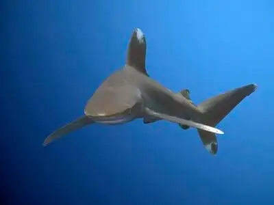 睡觉的丹皮综合白鳍鲨鲨鱼白鳍鲨科科斯岛白鳍鲨鲨鱼漂浮在深水里白鳍