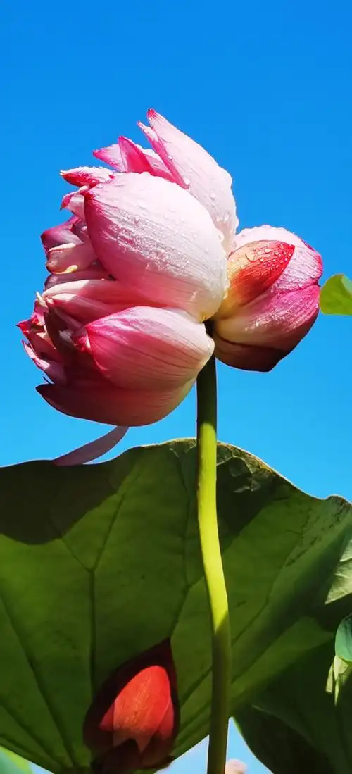 【首发】并蒂莲