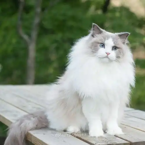 布偶猫丨蓝双色