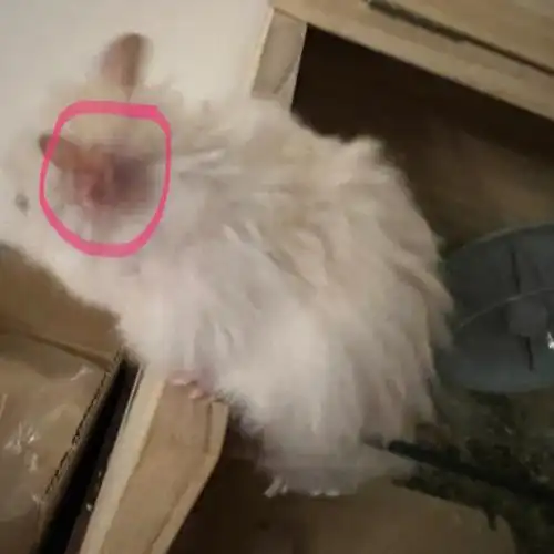 金丝熊要秃了怎么办0101如图