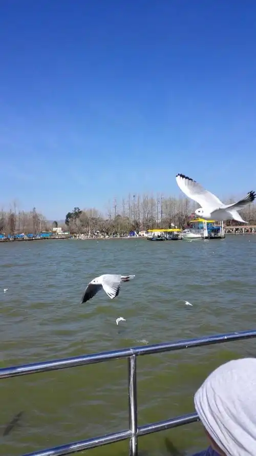 【携程攻略】昆明滇池景点,红嘴鸥漂亮蓝天漂亮,可以去坐坐船在船上还