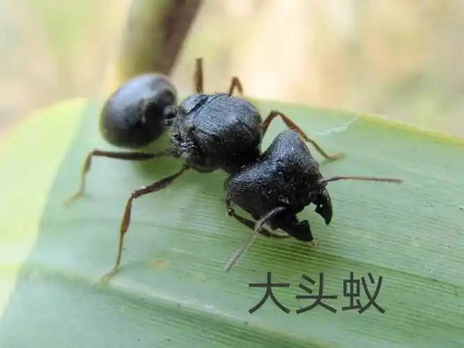 主题课《昆虫—有趣的蚂蚁》