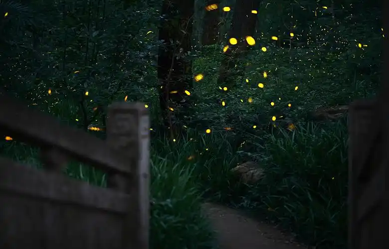 林中精灵-萤火虫