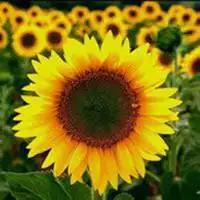 微信风景图片大全高清花草【点击鼠标右键下载】