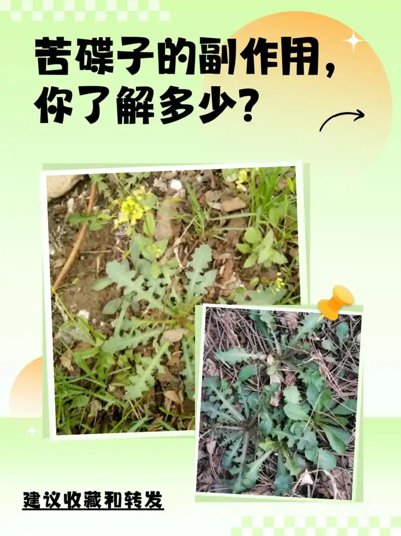 苦碟子的副作用 苦碟子作为一种常见的中药材,在发挥其治疗作用的同时