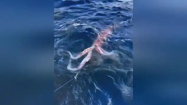 你见过深海巨型鱿鱼嘛!|海洋生物|海鲜|渔民生活|鲨鱼_网易视频