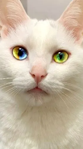 把猫咪的眼睛放大能看到什么