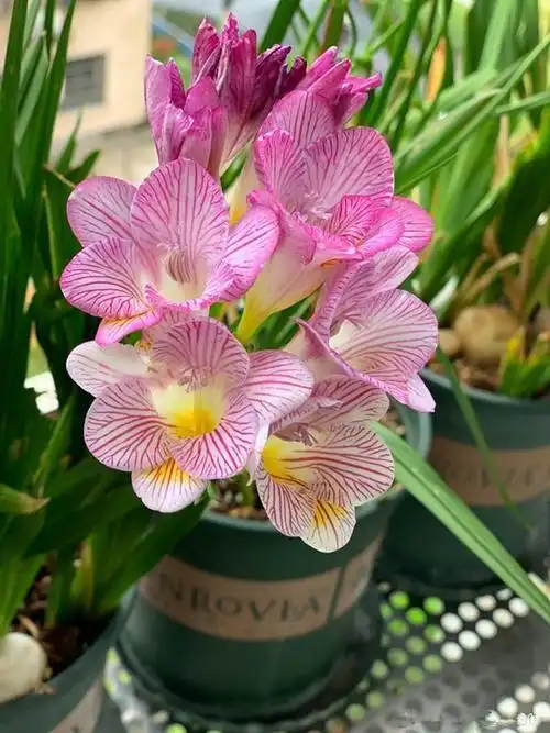 香雪兰,香雪兰有"三怕"(香雪兰图片)