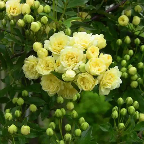 黄色木香花浓香花卉七里香阳台庭院垂吊爬藤植物白色木香花苗盆栽