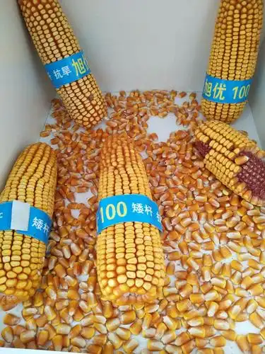 口前~大丰收农资2020年玉米种子主推品种15144323899