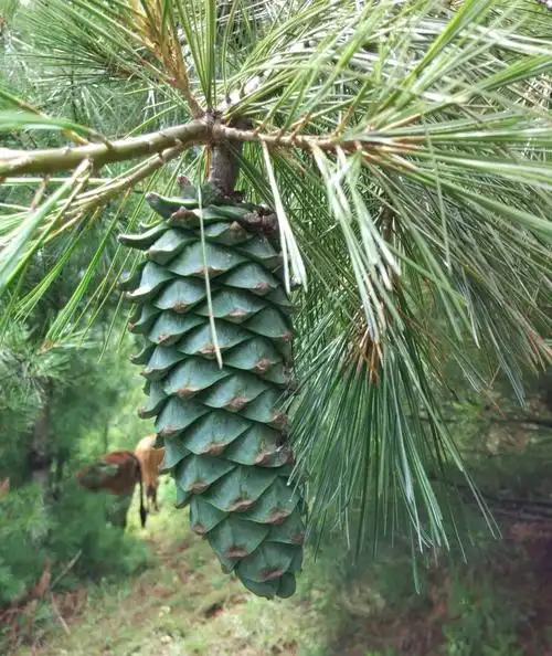大凉山会东松子华山松子落水松原味包邮