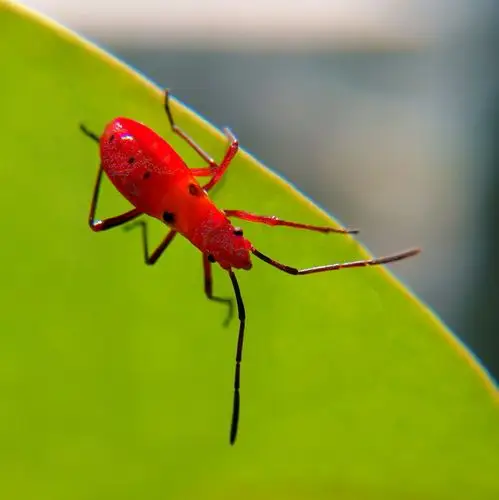 【华为p10por】蝽(幼虫)