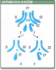 如图所示为某果蝇染色体图,该果蝇最多能产生不同基因组成的配子种类