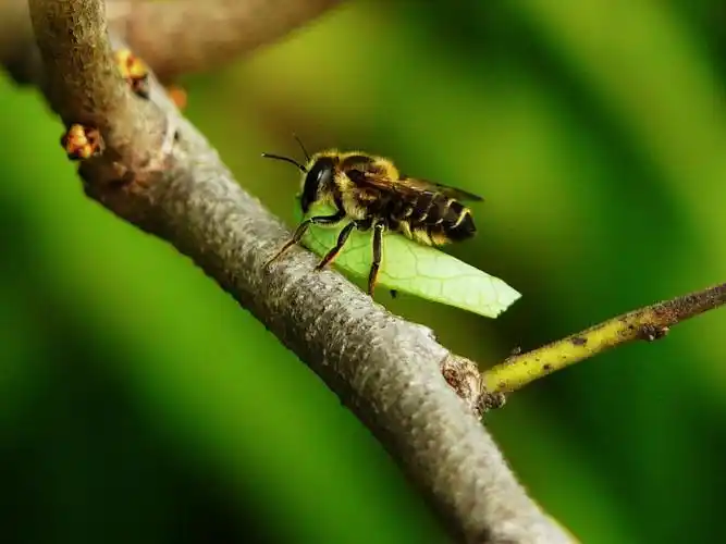 单齿切叶蜂 (动物)