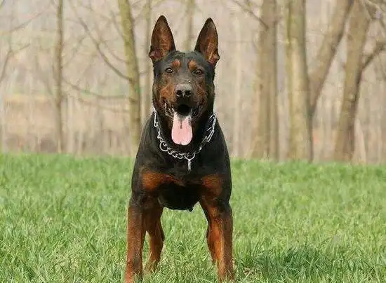 中国红犬,带獒和狼基因,曾身价过万!