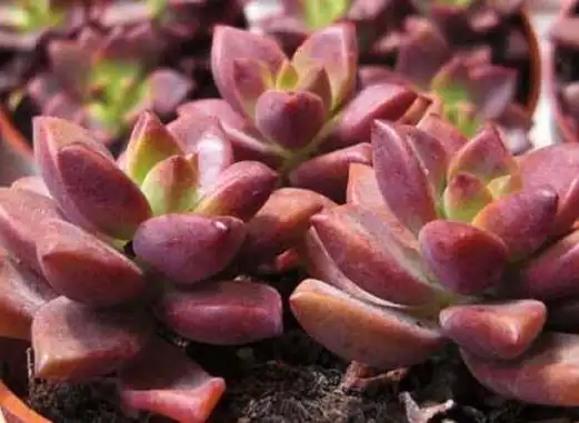 宝石花怎么养,老农总结六大基本养殖方法 多肉植物