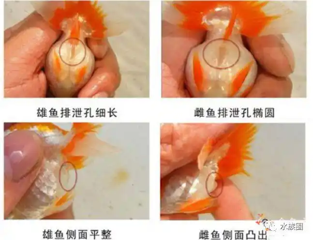 非繁殖季节通过金鱼排泄孔来辨别雌雄另外,还可以体型上也可以做粗略