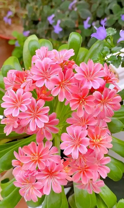 露薇花,最会开花的多肉植物