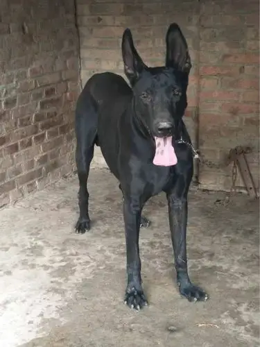 凯里市哪里卖黑狼犬两三个月的黑狼犬幼犬价格