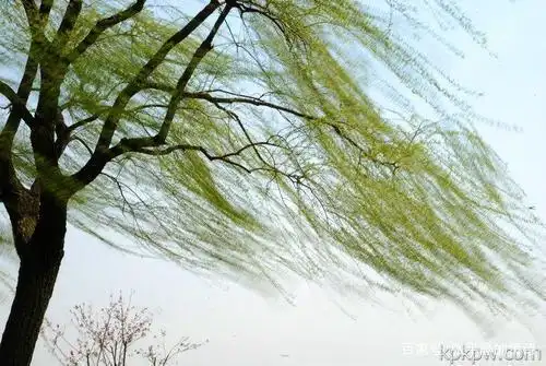 一树碧玉随风飘, 千根银簪发髻摇.