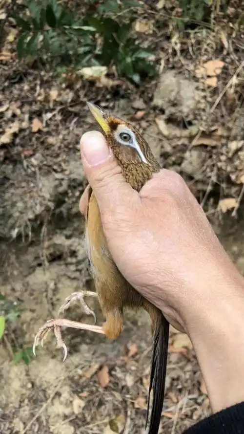 画眉鸟怎么分公母 图解,画眉如何判别公母? - 冷求网