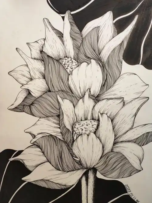 黑白线描画荷花莲花