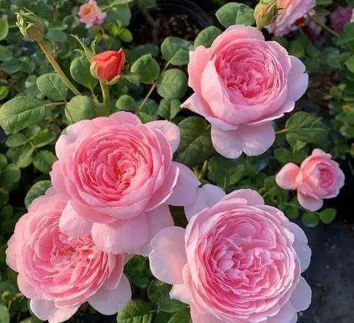 月季花界的女神瑞典女王又美又仙优雅贵气你值得拥有