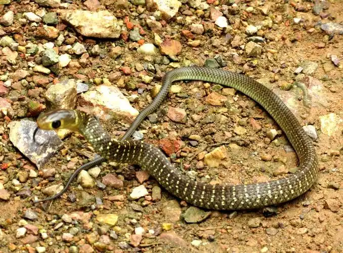 偶遇美丽的小花蛇