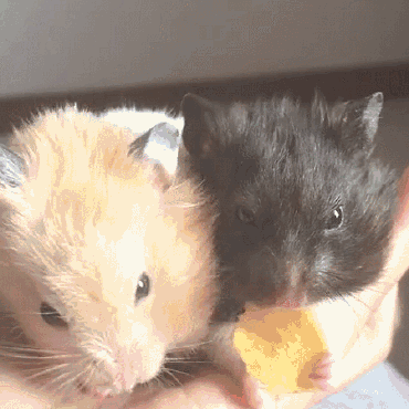 两仓鼠吃薯片,其中一只突然囫囵吞下,眼里全是戏