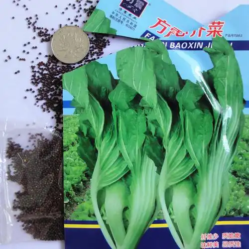 种植包 蔬菜_包心芥菜种子阳台大田四季播种蔬菜种子春夏秋抗热耐寒易