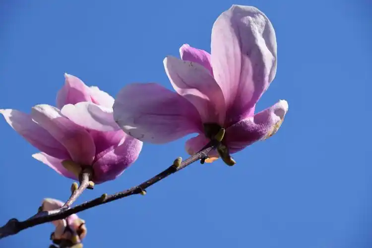 阳春三月拍摄了几张春天的美景,主要是海棠花,玉兰花,和西柳公园风景.