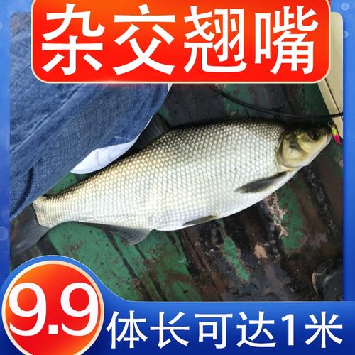 柳叶鳊鱼杂交扁鱼翘嘴白边鱼太湖鲂鲌冷淡水活体养殖食用好活鱼苗