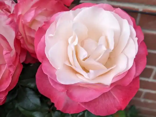 红白月季典范思乡乡愁