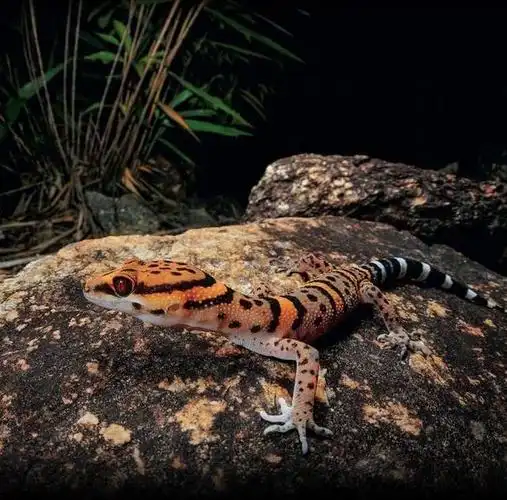 地球神奇物种霸王岭睑虎