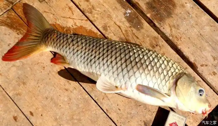 2018年11月3日罗甸红水河羊里下芽