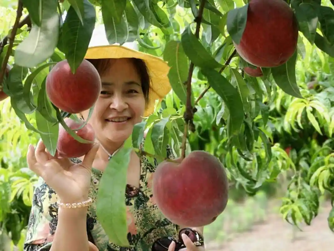 蒙村"完美"桃 等您来采摘_桃园
